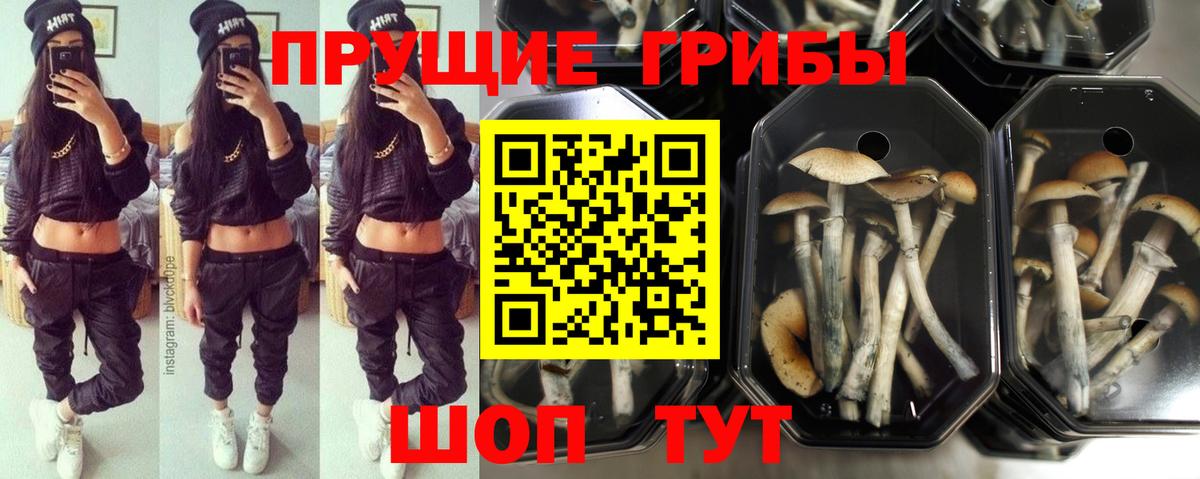 Псилоцибиновые грибы GOLDEN TEACHER Калуга